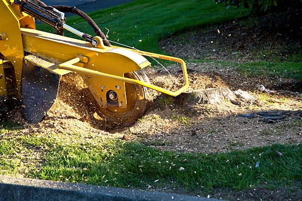 Best Seasonal Cleanup (Spring/Fall)  in Wheatland, CA