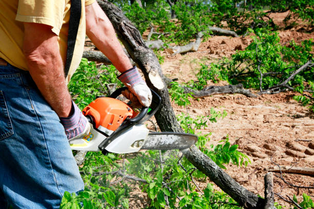 How Our Tree Care Process Works  in  Wheatland, CA